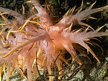 Giant Nudibranch (Dendronotus irus)3