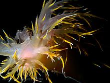 Giant Nudibranch (Dendronotus irus)4