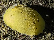 Heath's Dorid (Geitodoris heithi)