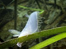 Hooded Nudibranch (Melibe leonina)