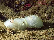 Hudson's Dorid (Acanthodoris hudsoni) 2