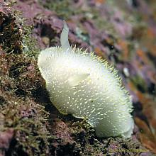 Hudson's Dorid (Acanthodoris hudsoni)