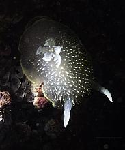 Hudson's Dorid (Acanthodoris hudsoni)