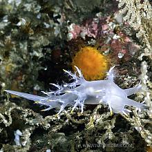 Multicolor Dendronotid (Dendronotus diversicolor)