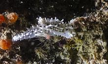 Salt and Pepper Nudibranch (Aegires albopunctatus)