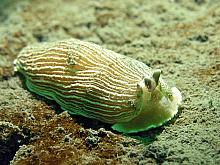 Striped Nudibranch (Armina californica)