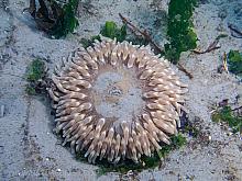 Stubby Rose Anemone (Urticina coriacea)