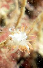 Three-Lined Nudibranch (Flabellina trilineata)