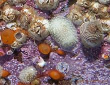 Tiny White Dorid (Adalaria sp)