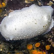 White Nudibranch (Doris odhneri)