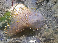 White and Orange Tipped Nudibranch (Janolus fuscus)