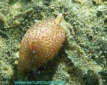 Winged Sea Slug (Gastropteron pacificum)