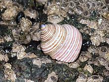 Blue Topsnail (Calliostoma ligatum)