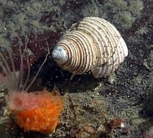 Channelled Topsnail (Calliostoma canaliculatum)