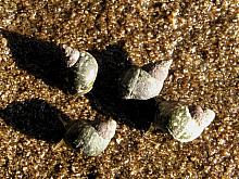 Checkered Periwinkle (Littorina scutulata)