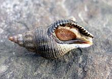 Dire Whelk (Lirabuccinum dirum)