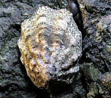 Fingered Limpet (Lottia Digitalis)