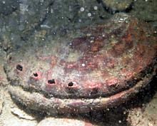 Northern Abalone (Haliotis kamtschatkana)