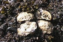 Giant Pacific Oyster (Crassotrea gigas)