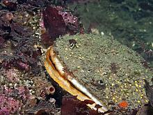 Giant Rock Scallop (Crassadoma gigantea)