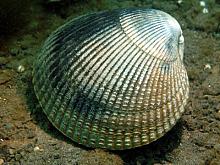 Hairy Cockle (Clinocardium ciliatum)