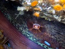 Pacific Octopus (Enteroctopus dofleini)