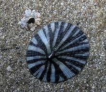 Pacific Plate Limpet (Tectura scutum)