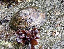 Pacific Plate Limpet (Tectura scutum)