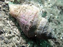 Ridged Whelk (Neptunea lyrata)