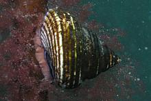 Ringed Topshell (Calliostoma annulatum)