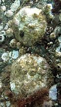 Rock Oyster (Pododesmus cepio)