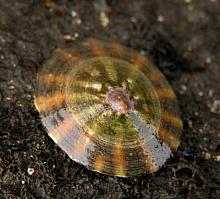 Shield Limpet (Lottia pelta)