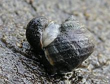 Sitka Periwinkle (Littornia sitlana)