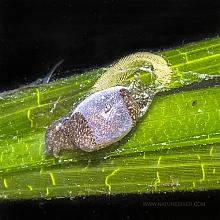 Small Bubble Shell (Cylichna attonsa)