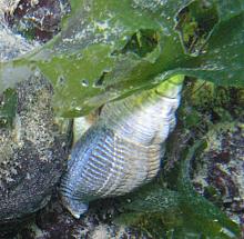 Spindle Whelk (Searlesia dira)