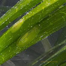 Zebra Leafslug (Phyllaplysia taylori)