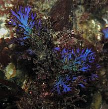 Blue Branching Seaweed (Fauchea laciniata)