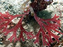 Flattened Ahnfelts seaweed (Ahnfeltiopsis linearis)