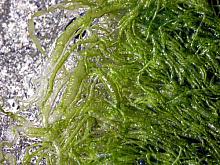 Green String Lettuce (Enteromorpha intestinals)-auto