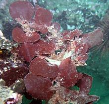 Prickly Pear Seaweed (Opuntiella californica)