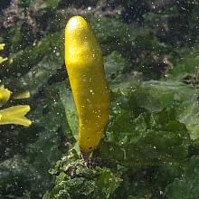 Sea Sac (Halosaccion glandiforme)