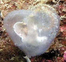 Flatworm (Eurylepta leoparda)
