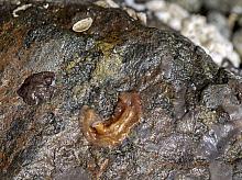 Flatworm - unknown