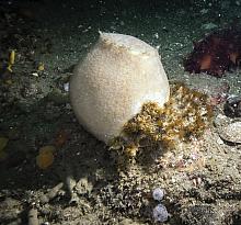 Porifera (Sponges)