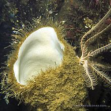 Boot Sponge (Rhabdocalyptus dawsoni)