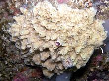 Bread Crumb Sponge (Halichondria spp.)