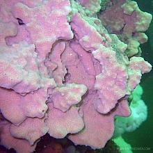 Hard Gnarled Clump Sponge (Xestospongia hispida)