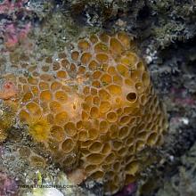 Orange Cratered Encrusting Sponge (Hamigera sp)