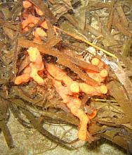 Orange Finger Sponge (Isodictya quatsinoensis)