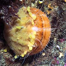 Rough Scallop Sponge (Myxilla incrustans)